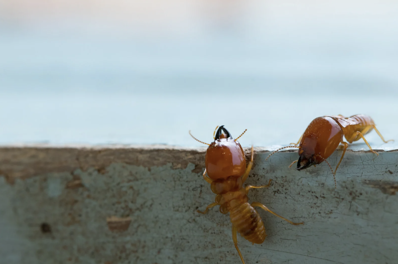 Termite infestation